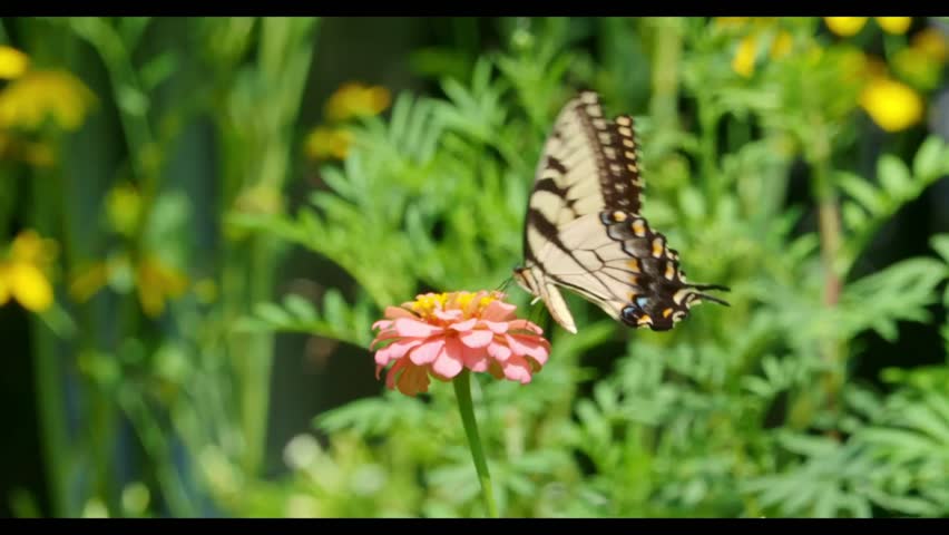 An eastern tiger swallowtail butterfly (Papilio glaucus) feeds on a pink flower in a vibrant garden with soft green-yellow bokeh