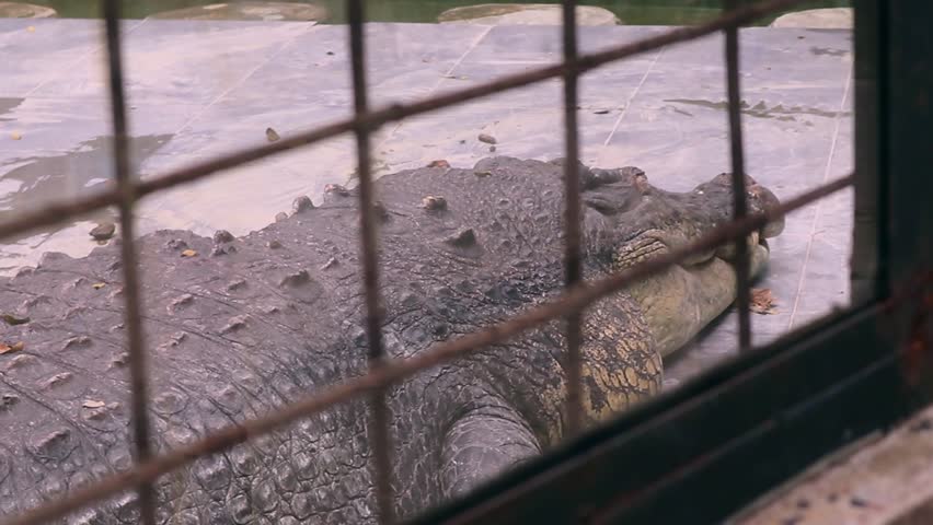 The saltwater crocodile (Crocodylus porosus) can be found across India