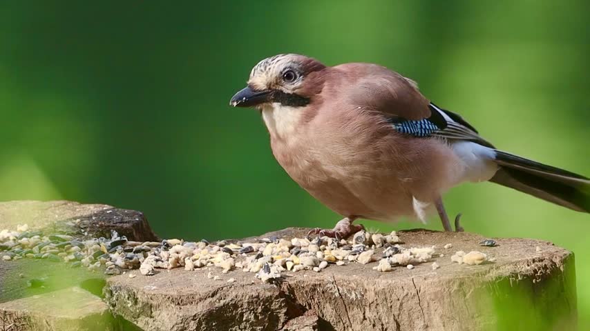A close-up of a Eurasian jay perched on a tree stump eating seeds with soft green blurred background