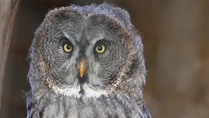 A great grey owl faces forward with large round head and piercing yellow eyes framed by soft feathers