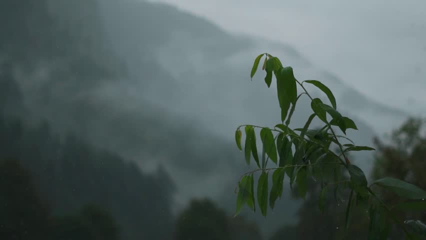 Himalaya mountains covered in fog during monsoon season. Clouds on pine forest during rain in Manali, Himachal Pradesh, India. Misty mountains landscape. Nature background.