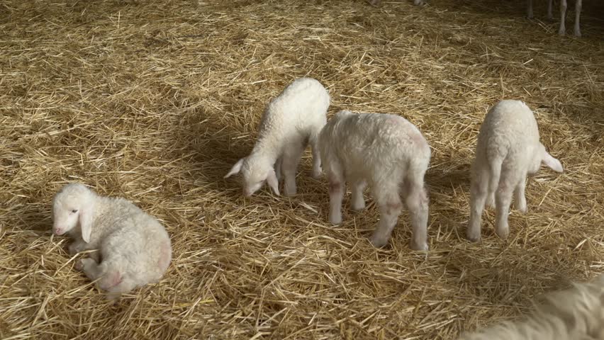 Several young Assam lambs rest together on hay while gently eating. The video captures peace, bonding, and the calm beauty of farm animals growing up in natural environment. Young lambs feed on farm.