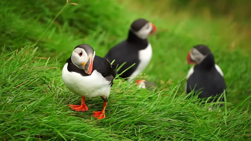 Puffins wondering around on lava field of Iceland. 4K Video of close up puffins.