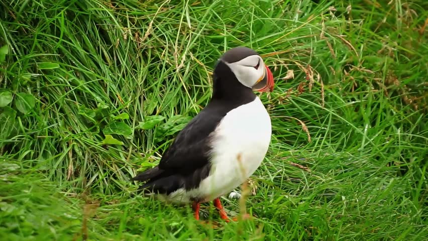Close up cute puffin wondering on lava field in Iceland. 4K Video of close up puffin. 
