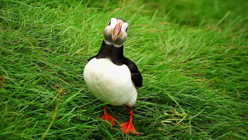 Close up cute puffin wondering on lava field in Iceland. 4K Video of close up puffin. 