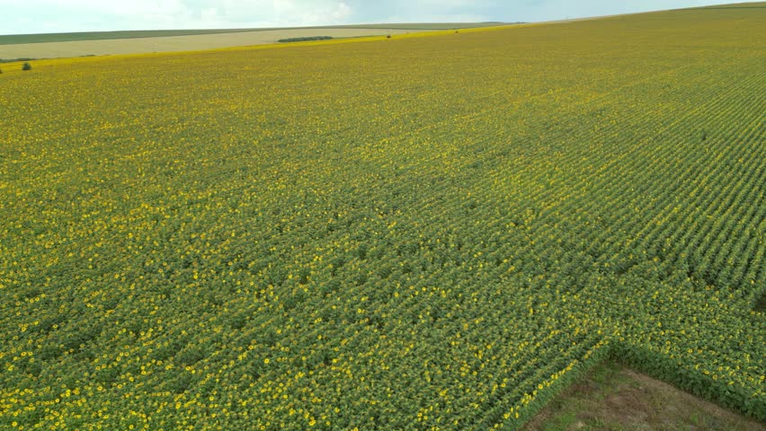 Aerial drone footage of vast sunflower field in bloom under cloudy sky. Golden yellow flowers stretch to the horizon, creating a vibrant agricultural landscape with rows of plants swaying in summer wi