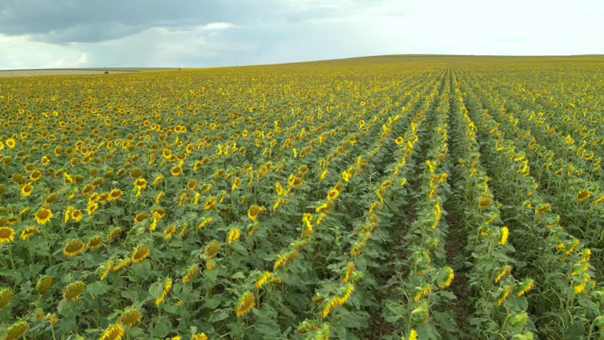 Aerial drone footage of vast sunflower field in bloom under cloudy sky. Golden yellow flowers stretch to the horizon, creating a vibrant agricultural landscape with rows of plants swaying in summer wi