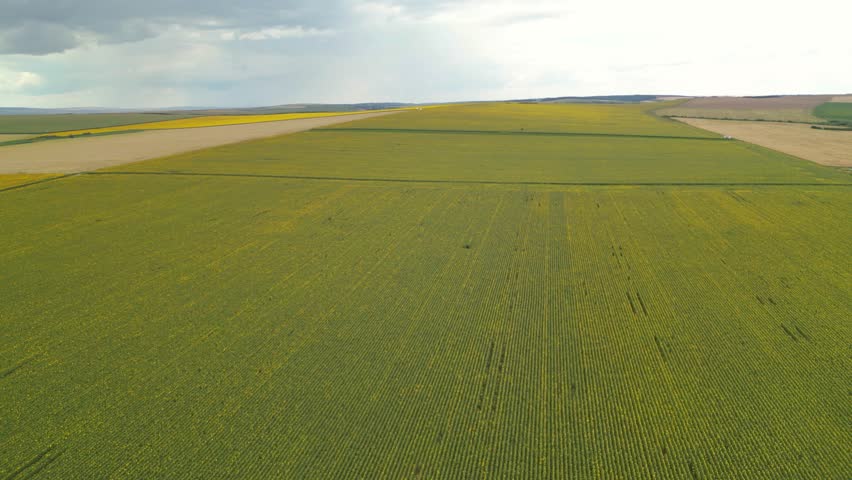 Aerial drone footage of vast sunflower field in bloom under cloudy sky. Golden yellow flowers stretch to the horizon, creating a vibrant agricultural landscape with rows of plants swaying in summer wi