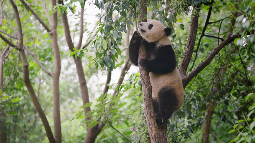 Slow motion of giant panda climbing a tall tree in a lush green forest with thick foliage and vibrant atmosphere, perched high among branches