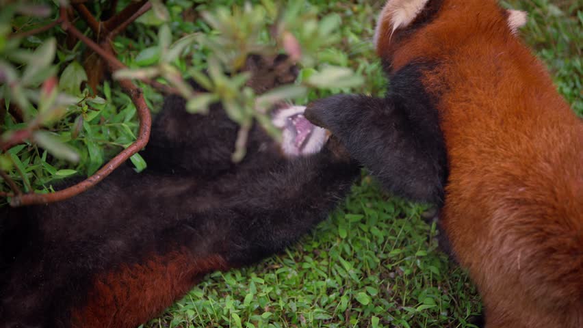 Slow motion of two red pandas interacting and tumbling on green grass, surrounded by dense foliage and trees in a natural outdoor setting