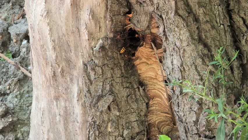 European hornet nest in tree bark crevice video, Vespa crabro colony, insect architecture, nature documentary