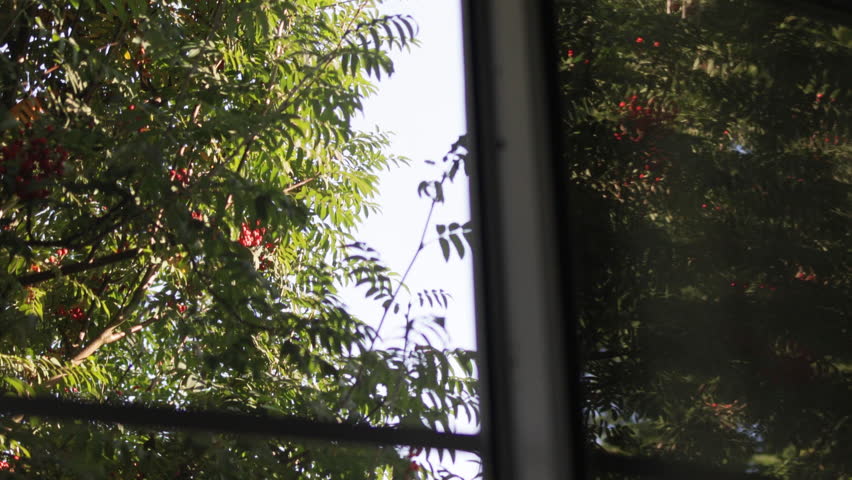 A window reflects the red berries of a rowan tree growing outside.