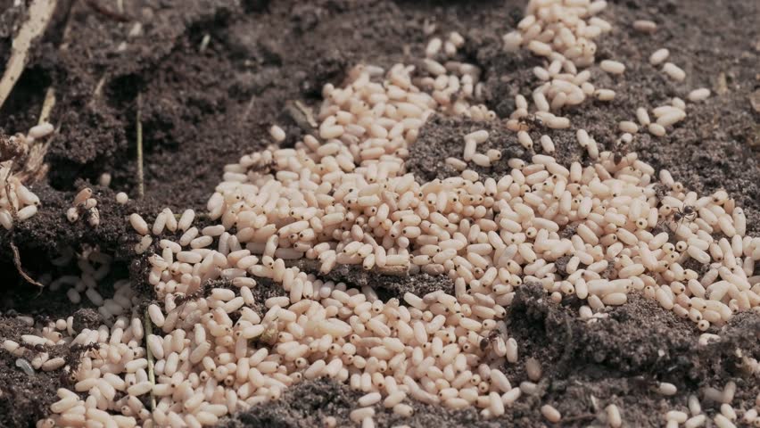 Video of ants depositing their white eggs into holes in the ground