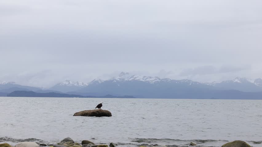 Eagle on a rock in the water on a beach in Homer, Alaska on a summer day. 