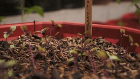 Red basil seedlings are growing in pots. - Powered by Shutterstock - Get 15% off with code: PIKWIZARD15