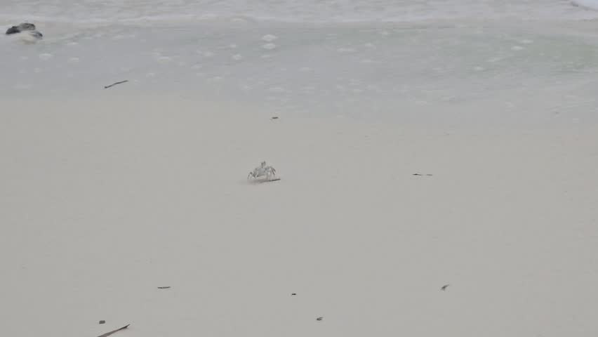 crab crawling on sandy beach 