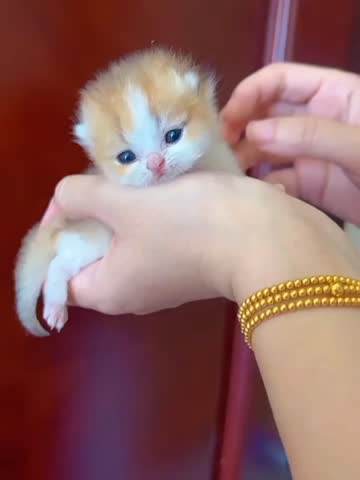 Cute and Fluffy Kitten Resting in the Palm of a Hand.