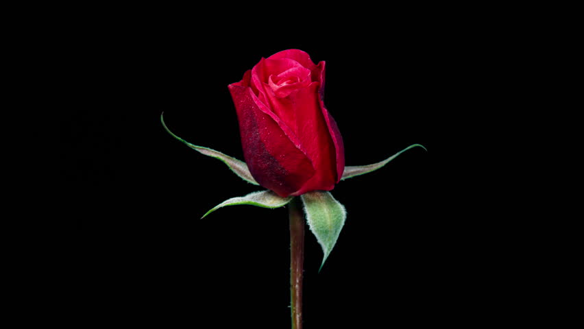 Time Lapse of Red Rose Growing Blossom From Bud to Big Flower on Black Background with Alpha Matte Channel