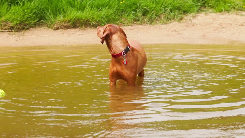 Hungarian vizsla joyfully splashing around in a serene pond during a sunny afternoon adventure