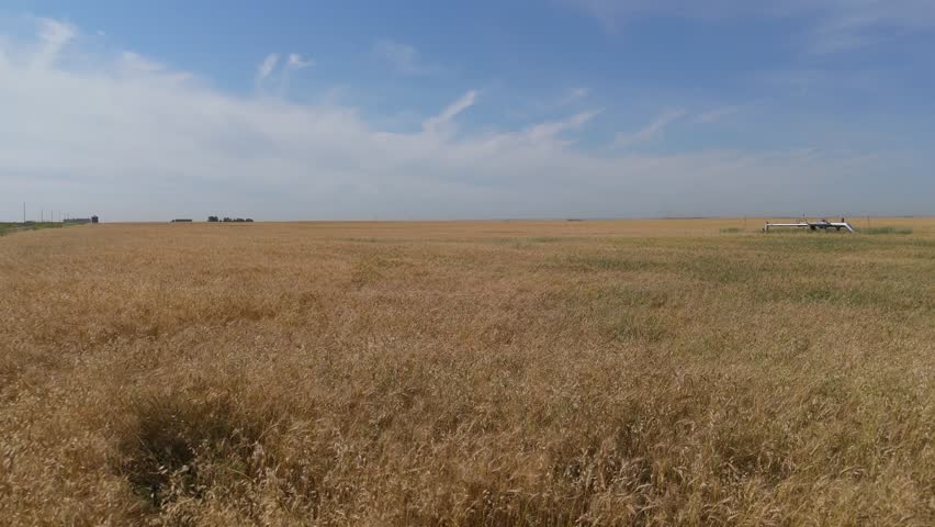 Aerial view of ripe barley fields in rural Alberta, Canada. 