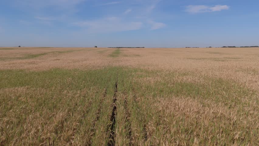 Aerial view of ripe barley fields in rural Alberta, Canada. 