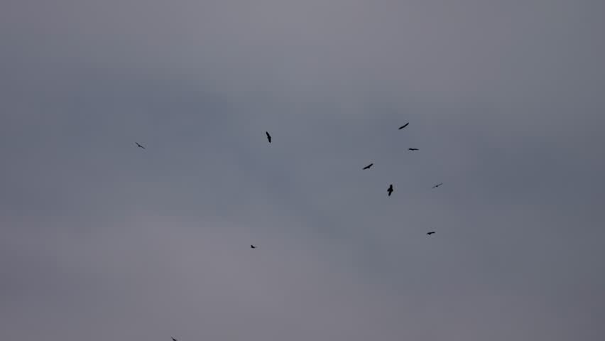 Vultures gliding in circles over mountain ridges in Spain captured with clear sky in background.