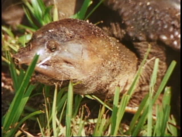 The Everglades, close up of head of loggerhead turtle