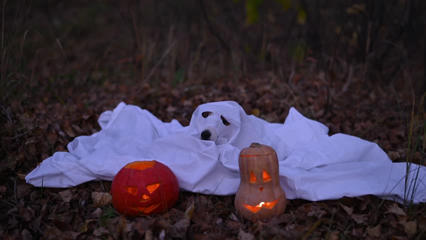 Jack Russell Terrier dog in a ghost costume for Halloween in the woods.