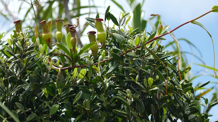 Seychelles carnivorous pitcher plant at high altitude 