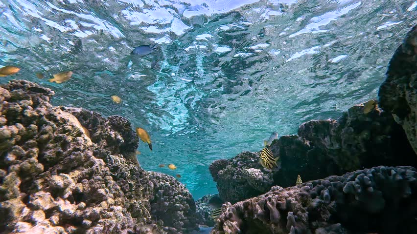 4K video of stripey fish swimming above coral reef at Lady Elliot Island, Queensland, Australia.
