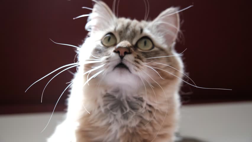 A wary cat carefully watches something, starring with intense. Close up. Cute cat goes on attack. Animal Behavior. Humor	