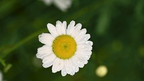 White daisy flower with rain drops, macro floral background - Powered by Shutterstock - Get 15% off with code: PIKWIZARD15