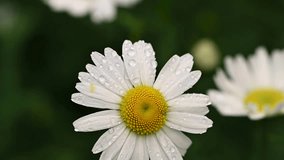 White daisy flower with rain drops, macro floral background - Powered by Shutterstock - Get 15% off with code: PIKWIZARD15