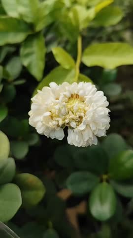 The Grand Duke of Tuscany jasmine, scientifically known as Jasminum sambac, is a fragrant double-layered flowers. Photo taken from my garden in Jakarta, Indonesia on August, 2025.