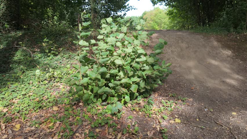 A winding dirt path with a banked corner in a quiet forest