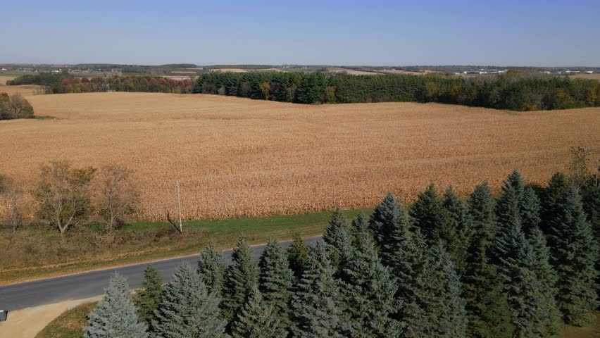 Drone footage of a vast golden cornfield in rural Minnesota, USA. Surrounded by green forest and colorful autumn trees under a clear blue sky.