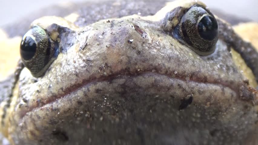 Close up shot of toad and frog