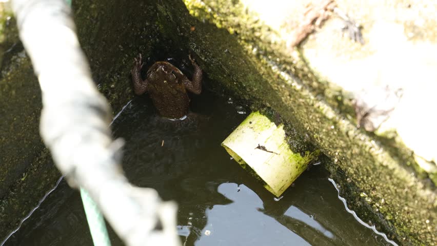 wild black cat eating a squirrel in the jungle