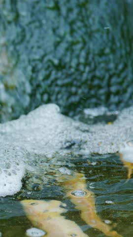 Yellow koi fish swim under bubbling water near a pond waterfall, natural daylight, close-up