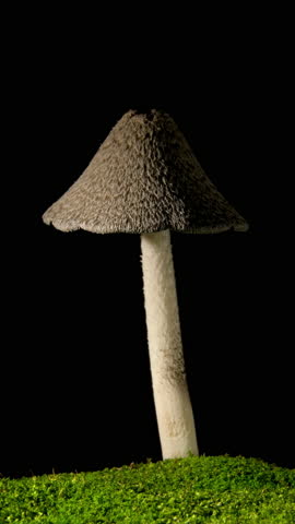Growing mushrooms rising from ground time lapse 4k footage.