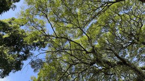 Trembesi tree branches low angle with bright tropical sky. Rain tree, Saman Tree. - Powered by Shutterstock - Get 15% off with code: PIKWIZARD15