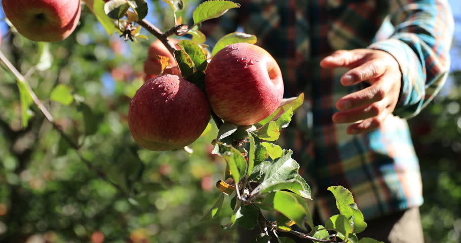 Apple picking in autumn orchard