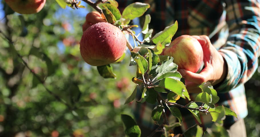 Apple picking in autumn orchard