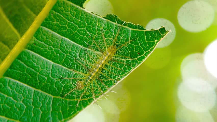 Grey baron caterpillar on the host plant is Mangifera indica (Anacardiaceae) leaf. Euthalia anosia butterfly (Nymphalidae, Limenitidinae, Adoliadini). The Butterflies of East Java, Indonesia.