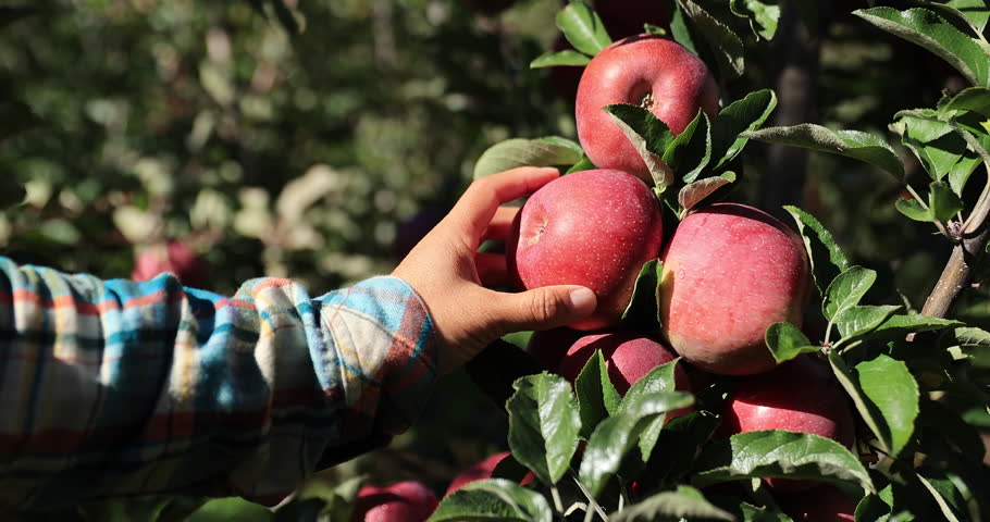 Apple picking in autumn orchard