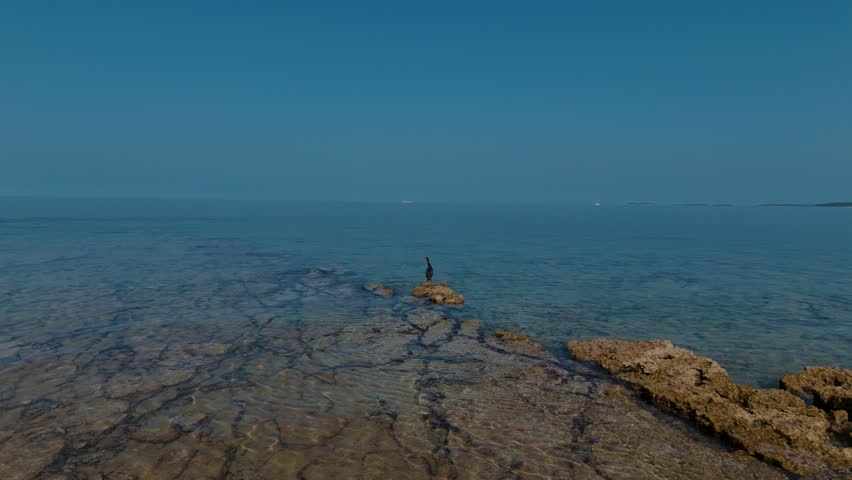 Cormorant sea bird taking off over clear Adriatic water in Istria, Croatia in slow motion. Aerial