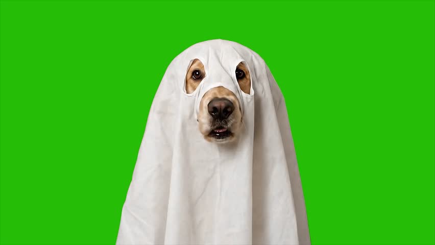 Funny Dog Ghost Costume for Halloween theme Green Screen  4k high quality video