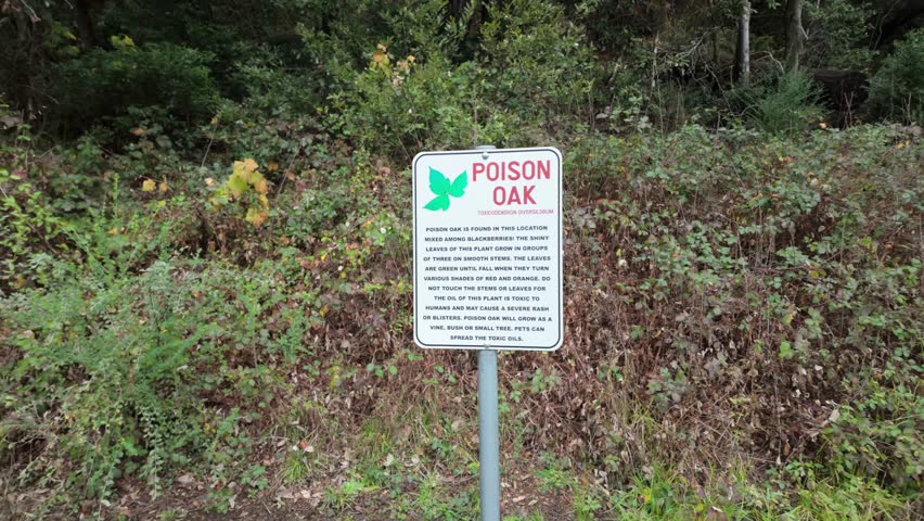 Gimbal wide panning shot of signage warning of poison oak in the forests of Northern California. 4K