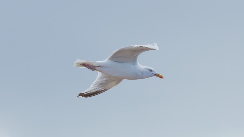 A seagull glides laterally through a cloudy sky above the Scottish coast in soft daylight.