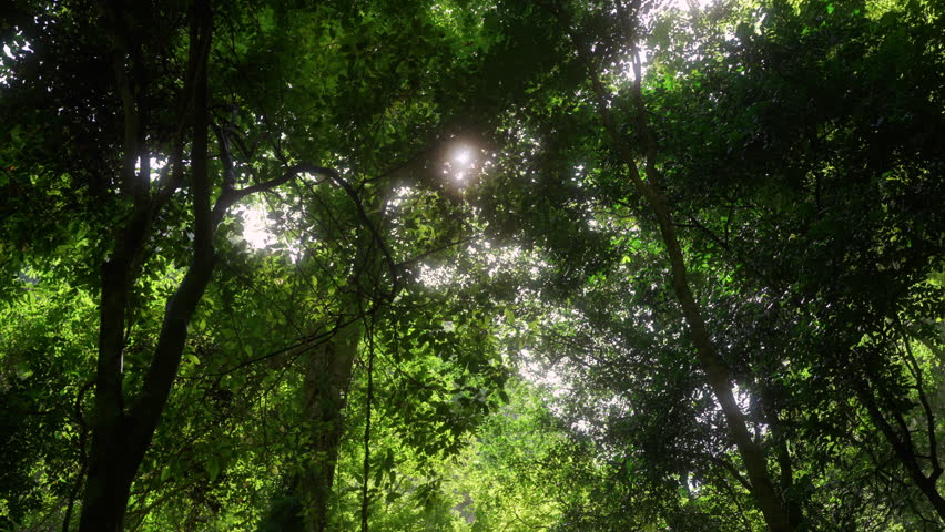 Warm sun rays sunbeam shine through palm leaves and big tree branches, creating a tropical background of tranquility, relaxation, and natural wellbeing in nature.